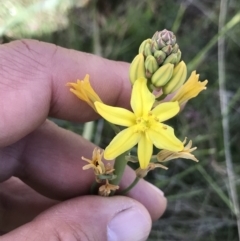 Bulbine sp. at Mount Clear, ACT - 16 Dec 2021
