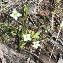 Gentianella muelleriana subsp. jingerensis (Mueller's Snow-gentian) at Yaouk, NSW - 16 Dec 2021 by BrianH