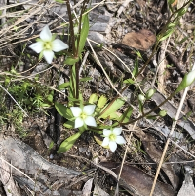 Gentianella muelleriana subsp. jingerensis (Mueller's Snow-gentian) at Namadgi National Park - 16 Dec 2021 by BrianH