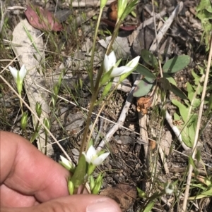 Gentianella muelleriana subsp. jingerensis at Yaouk, NSW - suppressed