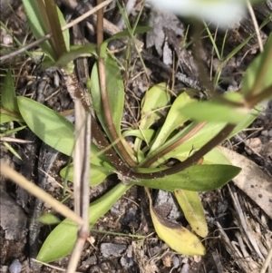 Gentianella muelleriana subsp. jingerensis at Mount Clear, ACT - 16 Dec 2021