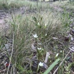 Gentianella muelleriana subsp. jingerensis at Yaouk, NSW - suppressed