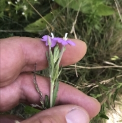 Epilobium sp. at Yaouk, NSW - 16 Dec 2021 11:59 AM