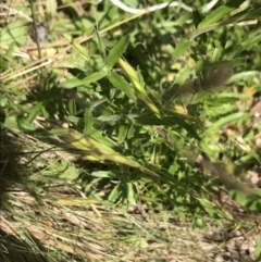 Epilobium sp. at Yaouk, NSW - 16 Dec 2021 11:59 AM