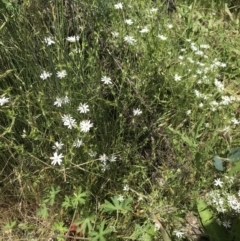 Stellaria pungens (Prickly Starwort) at Yaouk, NSW - 16 Dec 2021 by BrianH