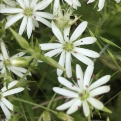 Stellaria pungens at Yaouk, NSW - 16 Dec 2021 11:59 AM