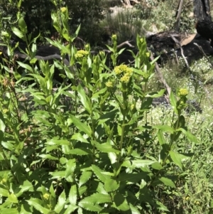 Senecio linearifolius var. latifolius at Yaouk, NSW - 16 Dec 2021