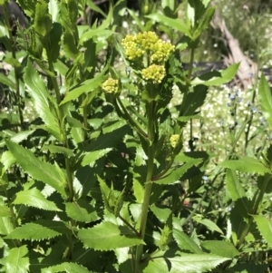 Senecio linearifolius var. latifolius at Yaouk, NSW - 16 Dec 2021