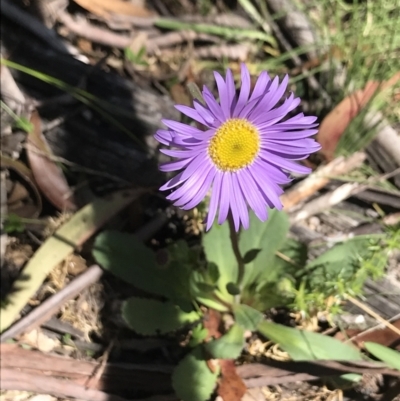 Brachyscome spathulata (Coarse Daisy, Spoon-leaved Daisy) at Mount Clear, ACT - 16 Dec 2021 by BrianH