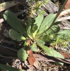 Brachyscome spathulata at Mount Clear, ACT - 16 Dec 2021