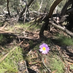 Brachyscome spathulata at Mount Clear, ACT - 16 Dec 2021