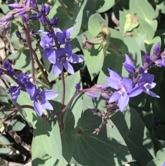 Veronica perfoliata (Digger's Speedwell) at Namadgi National Park - 16 Dec 2021 by BrianH