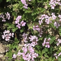 Pelargonium australe (Austral Stork's-bill) at Namadgi National Park - 16 Dec 2021 by BrianH