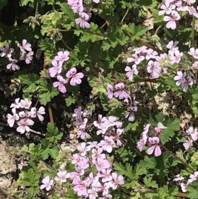 Pelargonium australe (Austral Stork's-bill) at Namadgi National Park - 16 Dec 2021 by BrianH