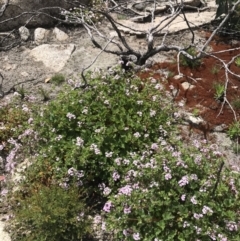 Pelargonium australe at Mount Clear, ACT - 16 Dec 2021