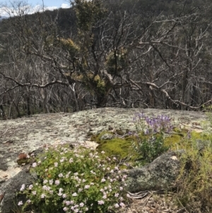 Pelargonium australe at Mount Clear, ACT - 16 Dec 2021