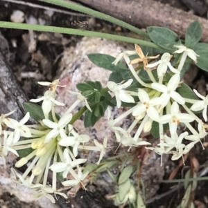 Pimelea glauca at Mount Clear, ACT - 16 Dec 2021