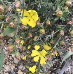 Hibbertia obtusifolia (Grey Guinea-flower) at Mount Clear, ACT - 16 Dec 2021 by BrianH