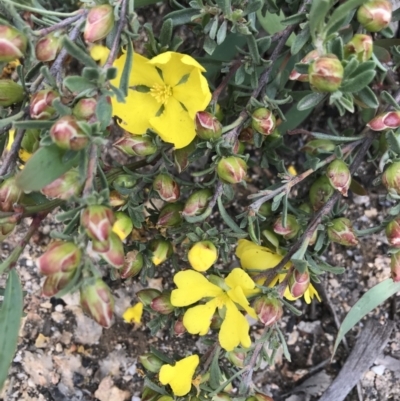 Hibbertia obtusifolia (Grey Guinea-flower) at Mount Clear, ACT - 16 Dec 2021 by BrianH