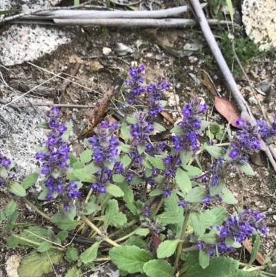 Ajuga australis (Austral Bugle) at Namadgi National Park - 16 Dec 2021 by BrianH