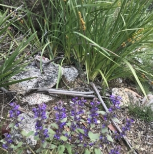 Ajuga australis at Mount Clear, ACT - 16 Dec 2021 03:00 PM