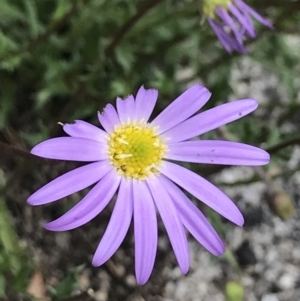 Calotis scabiosifolia var. integrifolia at Mount Clear, ACT - 16 Dec 2021