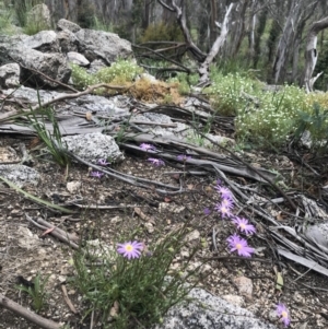 Calotis scabiosifolia var. integrifolia at Mount Clear, ACT - 16 Dec 2021