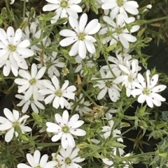 Stellaria pungens (Prickly Starwort) at Mount Clear, ACT - 16 Dec 2021 by BrianH