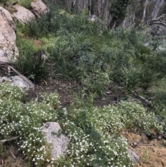 Stellaria pungens at Mount Clear, ACT - 16 Dec 2021 03:03 PM