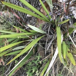 Dianella revoluta at Mount Clear, ACT - 16 Dec 2021