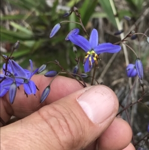 Dianella revoluta at Mount Clear, ACT - 16 Dec 2021