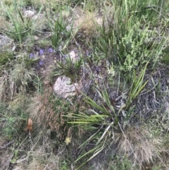 Dianella revoluta at Mount Clear, ACT - 16 Dec 2021