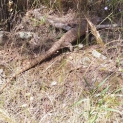 Varanus rosenbergi (Heath or Rosenberg's Monitor) at Mount Majura - 13 Dec 2021 by peterlaing1002