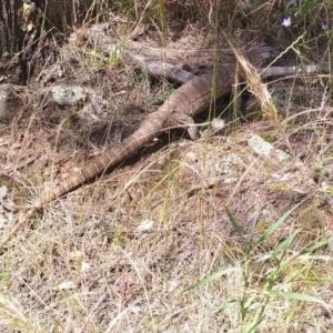 Varanus rosenbergi at Hackett, ACT - suppressed