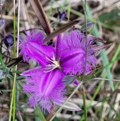 Thysanotus tuberosus subsp. tuberosus (Common Fringe-lily) at Black Mountain - 16 Dec 2021 by trevorpreston