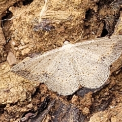 Taxeotis intextata (Looper Moth, Grey Taxeotis) at Mount Majura - 16 Dec 2021 by tpreston