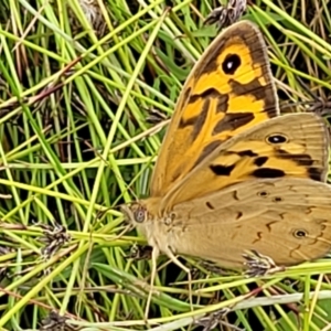 Heteronympha merope at Hackett, ACT - 17 Dec 2021 10:08 AM