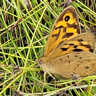 Heteronympha merope (Common Brown Butterfly) at Hackett, ACT - 16 Dec 2021 by tpreston