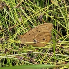 Heteronympha merope at Hackett, ACT - 17 Dec 2021