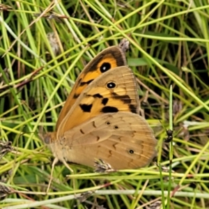 Heteronympha merope at Hackett, ACT - 17 Dec 2021