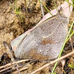 Heteronympha merope (Common Brown Butterfly) at Hackett, ACT - 16 Dec 2021 by tpreston