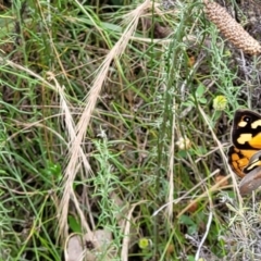 Heteronympha merope at Hackett, ACT - 17 Dec 2021 10:14 AM