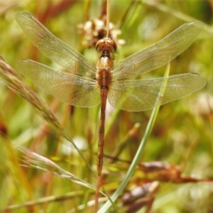 Diplacodes bipunctata at Forde, ACT - 14 Dec 2021