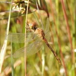 Diplacodes bipunctata at Forde, ACT - 14 Dec 2021