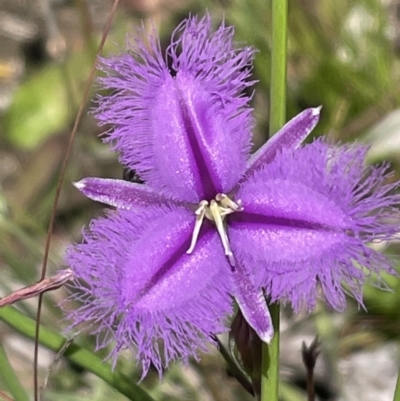 Thysanotus tuberosus (Common Fringe-lily) at Aranda, ACT - 17 Dec 2021 by JVR