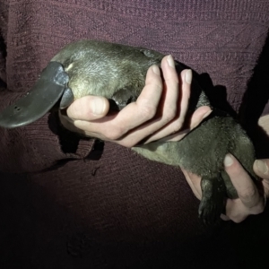 Ornithorhynchus anatinus at Berrima, NSW - 16 Dec 2021
