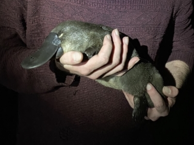 Ornithorhynchus anatinus (Platypus) at Berrima, NSW - 16 Dec 2021 by GlossyGal