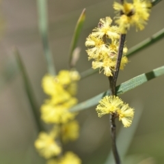 Acacia dawsonii (Dawson's Wattle) at Wamboin, NSW - 25 Sep 2021 by natureguy