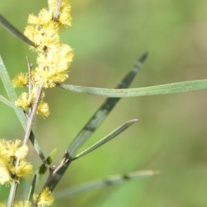 Acacia dawsonii at Wamboin, NSW - 25 Sep 2021