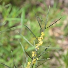 Acacia dawsonii at Wamboin, NSW - 25 Sep 2021